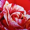 yusufbicer814