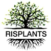 risplants