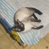 toy_casada2