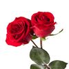 rose_rose_786