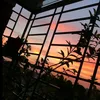 ratusinga_