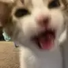 lxylenezy