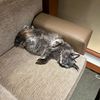 mainecoon_lover20