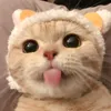 nihaofynshit1