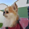 robertobianchini28