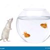 2fish_rat