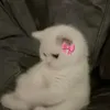 asaadmo3