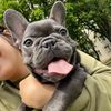 friends.bulldogs