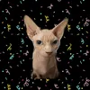 denversphynx
