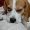 tobyilbeagle