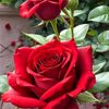 roselay9844