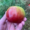 temperatecreature