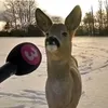 lancxt