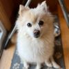 pomeranian8andahalf