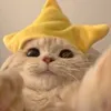_shunchan15_