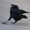 crow_091