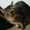 murzik.offishial