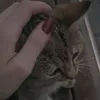 dunya_barzaniii