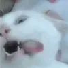 leslyclaracopaluc