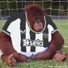 .toonarmy