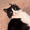 cats.are.the.best110