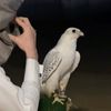 albadr439