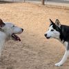 dogs_and_turtels