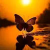 .ry.islam