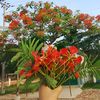 n_ahmed_70