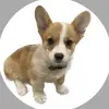 iampiperthecorgi
