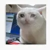 sadmeowie