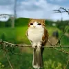 karbet_fri