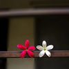 mariyam.sultana14