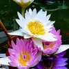 thanhnhn771