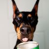 mazethedoberman