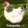 el_papudelagrasaxd