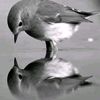 mostafa7390218827985