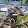 badmonkey003