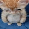 edgarcat12