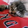 cat_otto