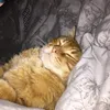 paul_leo3