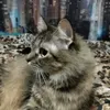 hi_im_belka