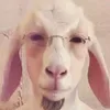 aladia_papyaska