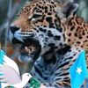 mohamed.abdullahi733