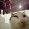 k1tty_cat005