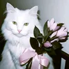 non._76