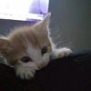katlmaio