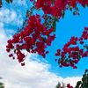 aya_miral_