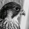 the.falcon45