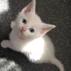 maryanamaciel8